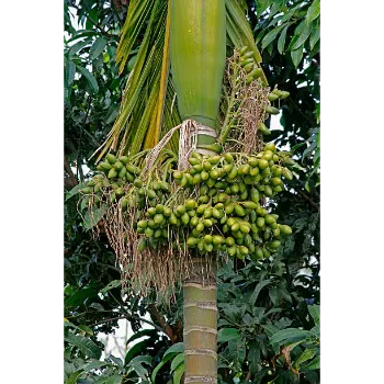 Areca Palm Plant